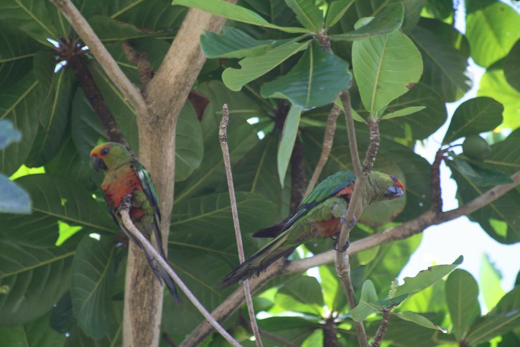 Tropicale Salvador